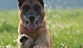 When people have an excited dog, they often try to run away from a situation. However, it's better to just help your excited dog through the situation.