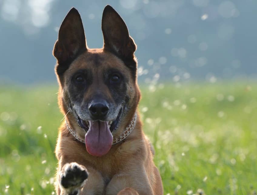How to Deal with an Overly Excited Dog- DogVills