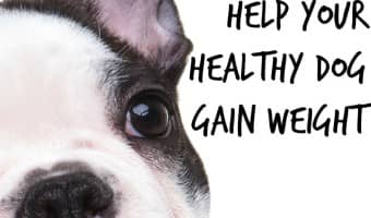 What do you do when your otherwise healthy pup is a little on the skinny side? Check out our tips to help your healthy dog gain weight with the right diet!