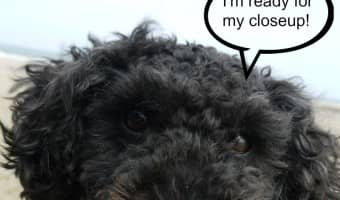 A hypoallergenic dog is the answer for anyone who has allergies but who wants a pooch. These hypoallergenic dog videos reinforce our past discussions.