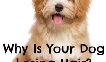 Why is your dog losing hair? Could be for several different reasons. Learn more about dog hair loss and when to be concerned, plus tips to stop it.