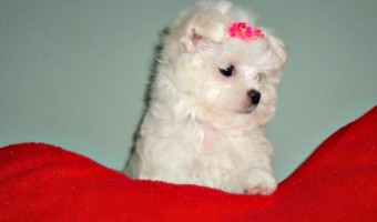Maltipoos are an adorable breed that combine the best of the Maltese and the Poodle into one adorable breed that loves to be loved, play, and cuddle.