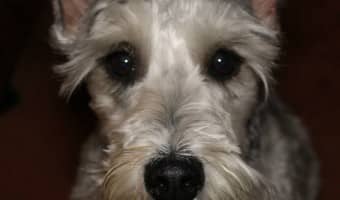 Find out what makes the charming miniature schnauzer my all-time favorite hypoallergenic dog and see if this is the right small dog breed for you and your family!