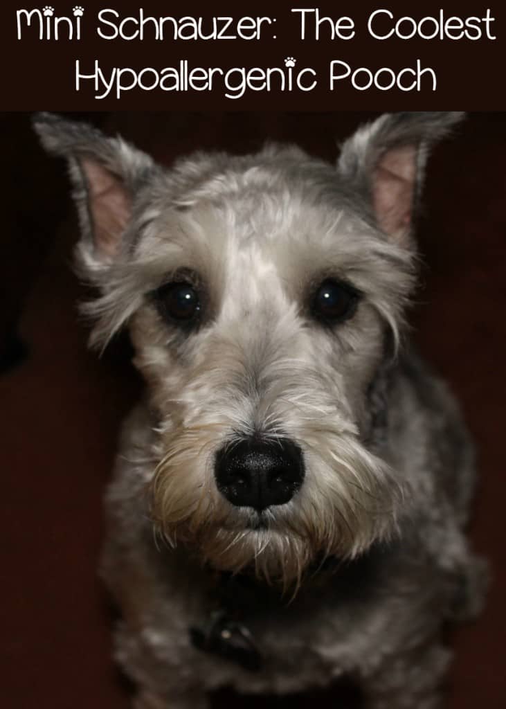 Miniature Schnauzer: My Favorite Hypoallergenic Dog