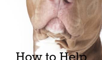 Wondering how to keep your pitbull puppy from growing up into an elitist snob? Check out our tips on how to help your pit make friends! Think of it as "How to Win Friends and Inflience People" for pits!