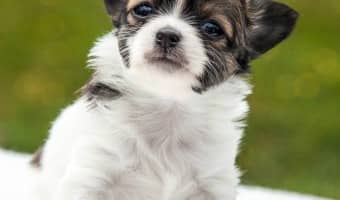For some of the best puppy training tips, free training guides are a great resource. I've collected a variety of guides chock full of puppy training tips.