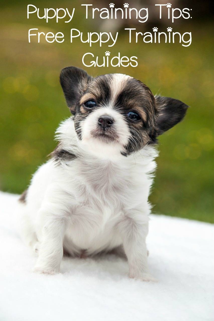 Puppy Training Tips Free Puppy Training Guides