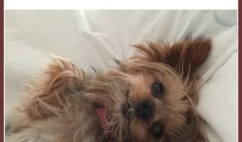 The Teacup Yorkie is becoming more and more popular. Although they are extremely cute, hypoallergenic dogs there are some serious issues with these guys.