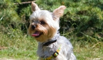 Small hypoallergenic dogs are great pets, but some need more care than others. Yorkshire Terriers are one of the small hypoallergenic dogs that need that.