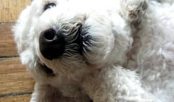 The miniature poodle is an active small hypoallergenic dog that LOVES to make a big mess, so be ready to keep up with his energy and bathing needs!
