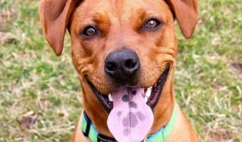Boxers are prone to GI issues, so a hypoallergenic dog food for Boxers completely free of grain is best. Remember, hypoallergenic dog food isn't always grain fee.