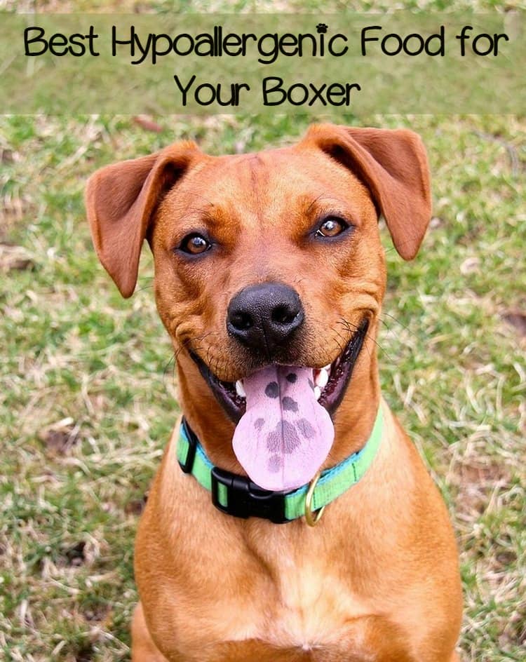 What Kind Of Dog Food Is Best For Boxers : Best Dog Food For Boxers In 2021 / This high end brand boasts a lot of health benefits that can really improve your dogs health and digestion.