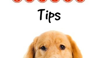 Worried about whether or not that bone Fido devoured in one sitting is going to hurt him? Check out our dog tip safety tips to keep your pooch in top shape!
