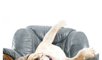 Is your dog going nuts & destroying the house when you're not home? Check out my tips on how I keep my dog calm while I'm at work & stop the behavior issue!