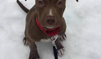 Pitbull Puppy Training Tips covers everything from socialization to leash walking. Today, Pitbull Puppy Training Tips focuses on going potty outside.