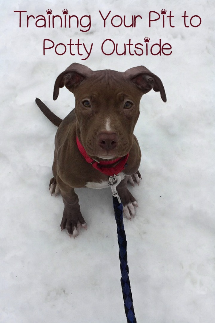 Pitbull Puppy Training Tips: Going Potty Outside - DogVills