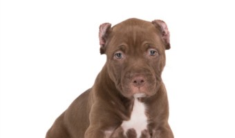 Let's show a little pitbull puppy love today with some of our favorite quotes about pitbulls to demonstrate the beauty and sweetness of the breed!