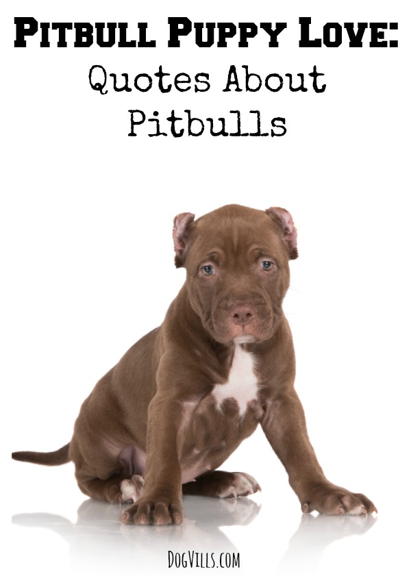 Pitbull Puppy Love: Quotes About Pitbulls - DogVills