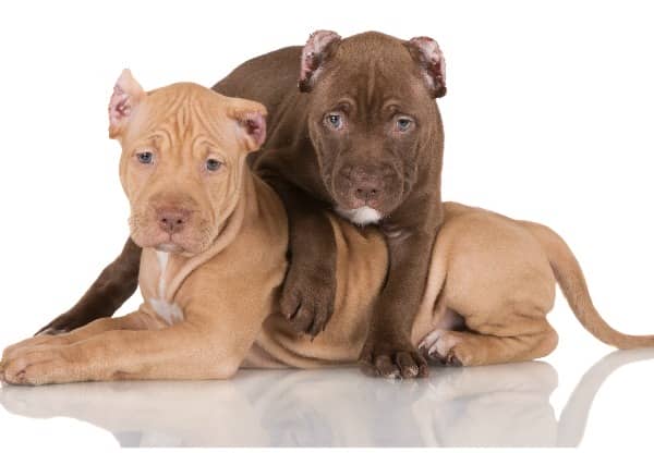 Pitbull Puppy Obedience Training Videos - DogVills