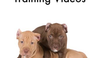 These pitbull puppy obedience training videos aren't just a great way to learn how to train your pit, they're such a joy to watch! Which is your favorite?
