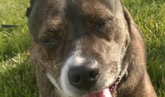 Pitbull puppy games are a great way to connect with our pup and work off some energy. These games for your pitbull puppy with give both of you a workout!