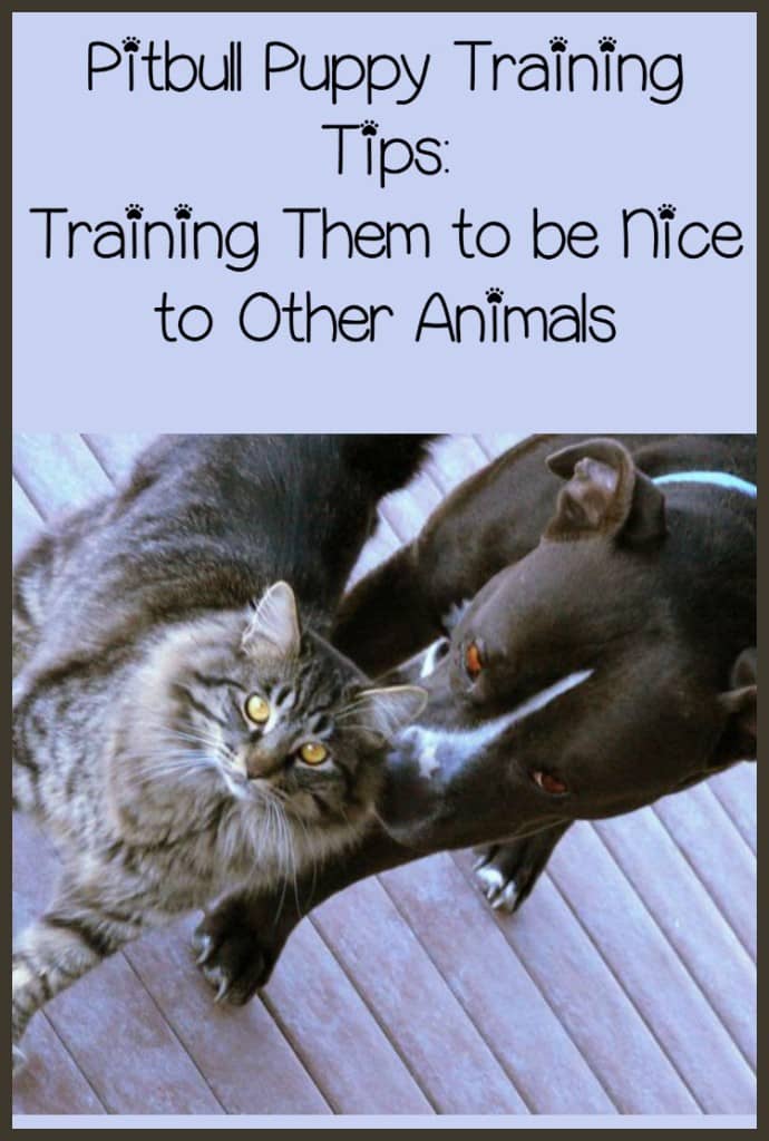 Pitbull Puppy Training Tips Training Them to be Nice
