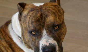 Today in Pitbull Puppy Training Tips, we'll cover training the aggressive pitbull puppy. Pitbull puppy training tips for aggressive pups are important ones.