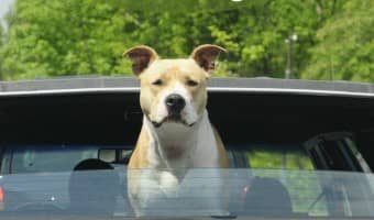 Dog anxiety can be a horrible thing for both your pet and for you. There are a few ways to address dog anxiety that can help make life easier.