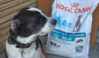 Give your city dog the best nutrition and help him overcome stressors with Royal Canin URBAN LIFE dog food, the first food made for where your dog lives.