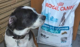 Give your city dog the best nutrition and help him overcome stressors with Royal Canin URBAN LIFE dog food, the first food made for where your dog lives.