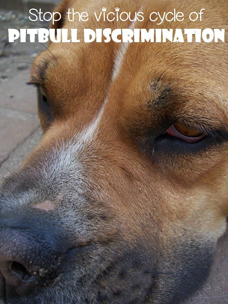 Pitbull Discrimination - What You Can Do - DogVills