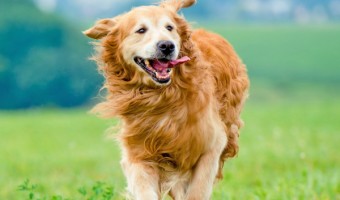 Does Fido go totally bonkers every time he sees you? Is he a bit unruly at the dog park? Check out these training tips for getting a young dog to calm down!