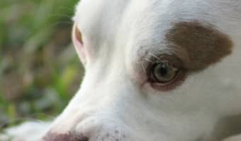 There are a few things to know about what to feed your dog. When trying to decide what to feed your dog, keep your dog's health in mind.