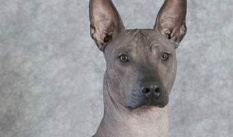 The Xoloitzcuintli, or Mexican hairless dog, is a great hypoallergenic dog. He's totally naked, making him absolutely perfect for those allergic to dander. Learn more about him!