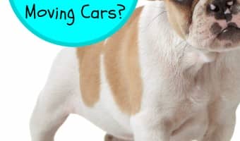 Does your dog freak out around moving cars? Check out our tips for keeping your pooch calm and easing his anxiety when you're out for a walk on the road.