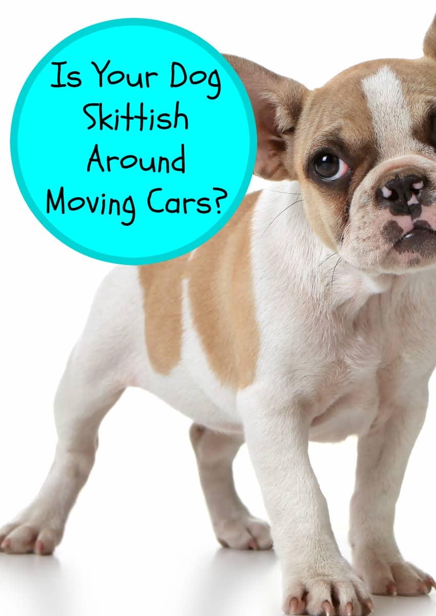 Tips for Keeping Your Dog Calm Around Moving Cars