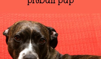 Today Pitbull Puppy Training Tips, will be addressing tension between your dogs. Take notes. This is an important one in Pitbull Puppy Training Tips.