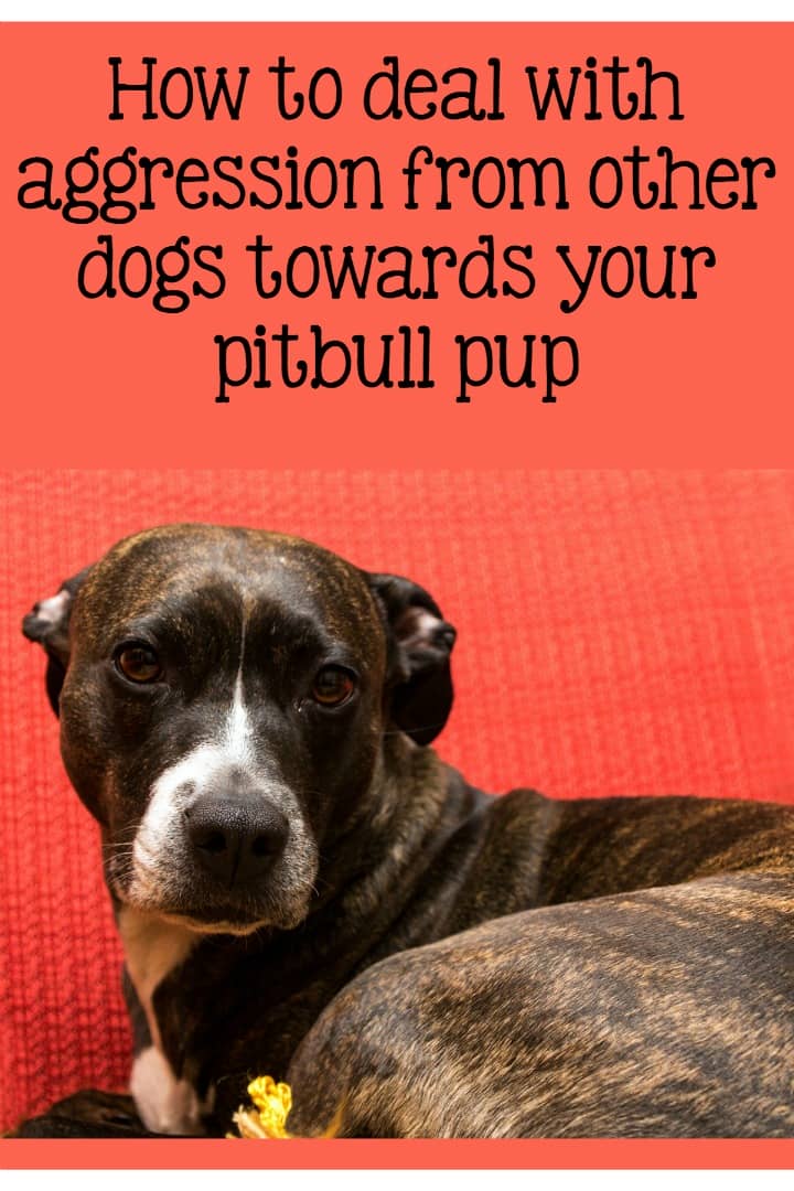 Pitbull Puppy Training Tips: Addressing Aggression