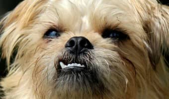 The Brussels Griffon is a wonderful small breed family dog with a bit of a stubborn streak! Come learn more about him & see it he's the right pooch for you!