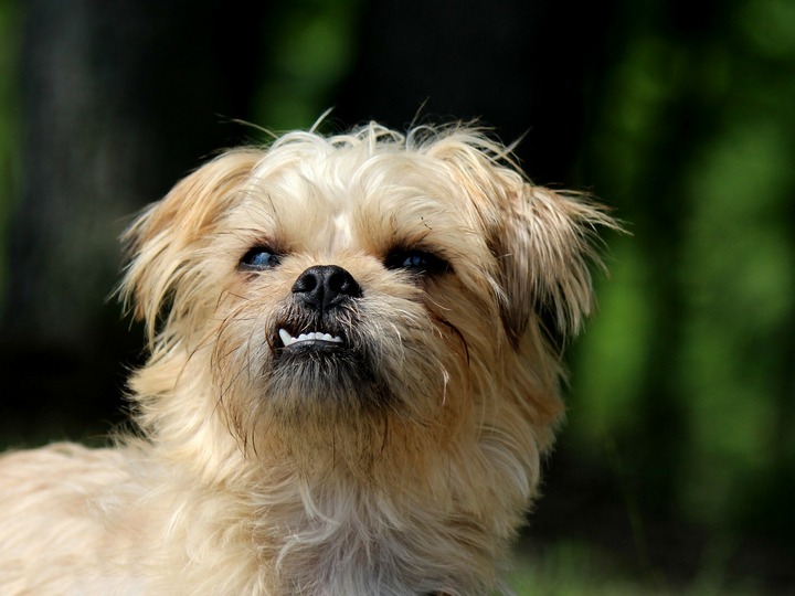 Benefits of Royal Canin Hypoallergenic Dog Food - Small Dog Formula
