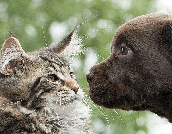 How much of what we say do our dogs and cats understand? If you've wondered this question, find out the fascinating answer!