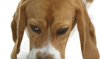 Why is your dog chewing his fur? It could be caused by many different issues, from something as simple as boredom to as complex as pain. Learn more now!