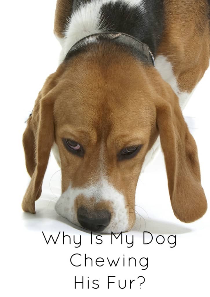 Help! Why Is My Dog Chewing His Fur? - DogVills