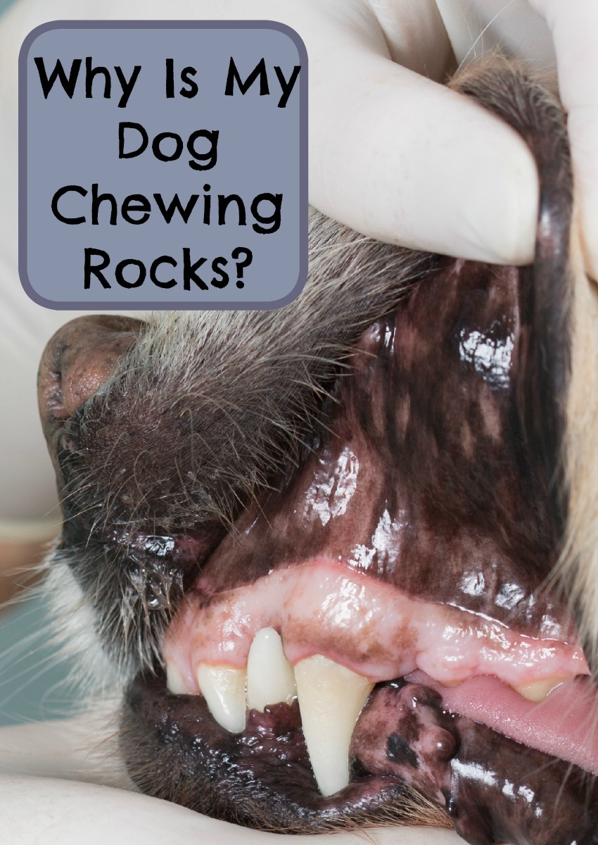 Why Is My Dog Chewing Rocks? - DogVills
