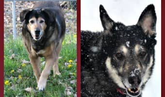 Maintaining a healthy weight in your dogs can help give them longer lives. Just ask Maia and Tasha! They'll both be 14 this year!
