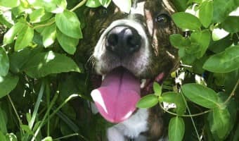 The best hypoallergenic dog food for pitbulls can do more than ease symptoms, it can really improve their overall quality of life. Check out our tips!