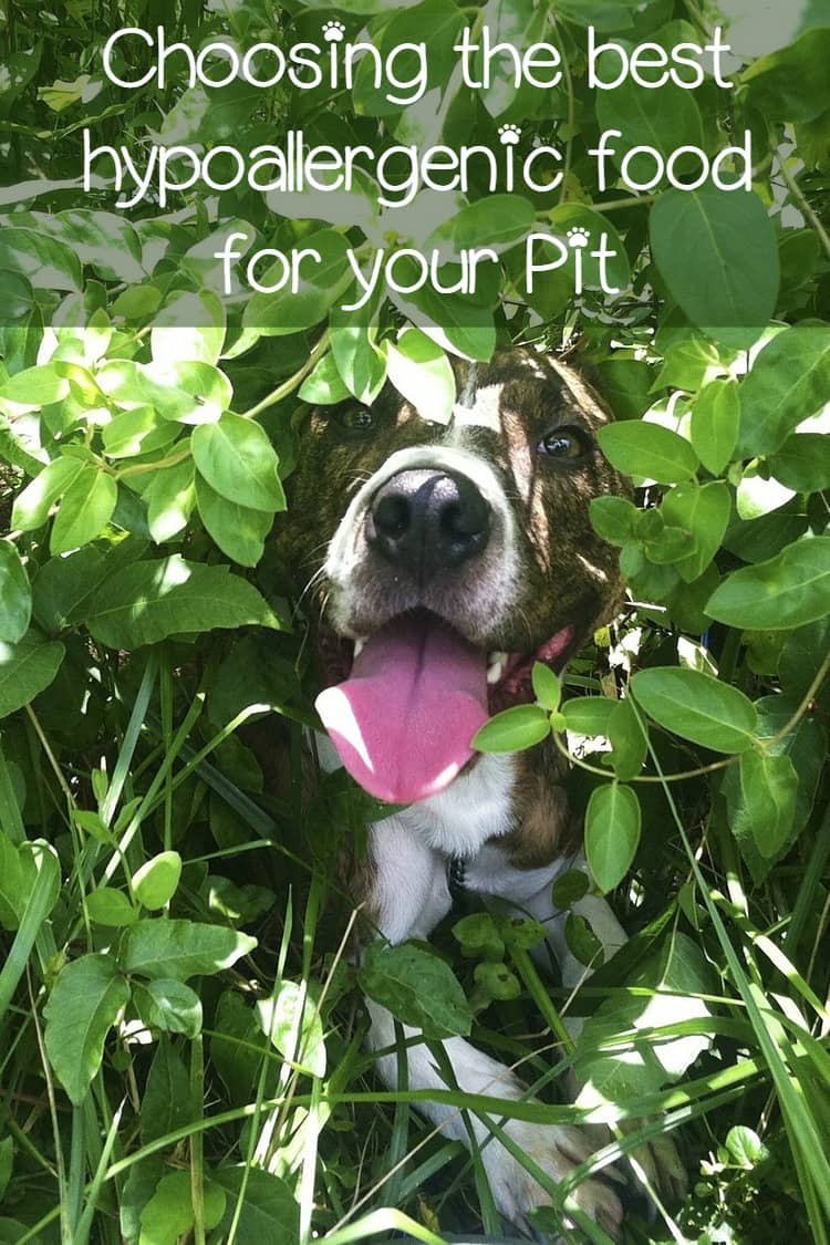 puppy food for pitbulls choosing the best hypoallergenic food for pitbulls puppy food for pitbulls choosing the best hypoallergenic food for pitbulls
