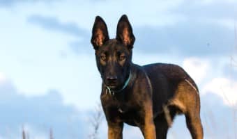 With more and more dogs developing food allergies, it's so important to look at hypoallergenic dog food ratings to find the best food for your canine pal!
