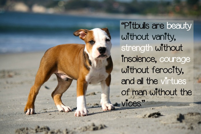 Pitbull Puppy Love: Quotes About Pitbulls