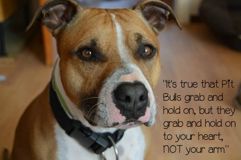 Pitbull Puppy Love: Quotes About Pitbulls - DogVills